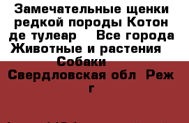 Замечательные щенки редкой породы Котон де тулеар  - Все города Животные и растения » Собаки   . Свердловская обл.,Реж г.